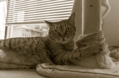 P1000249＋LR