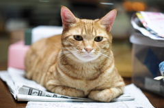 新聞の上が好き