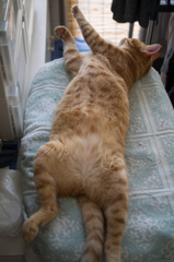 猫だとわかっているんだろうか・・・１