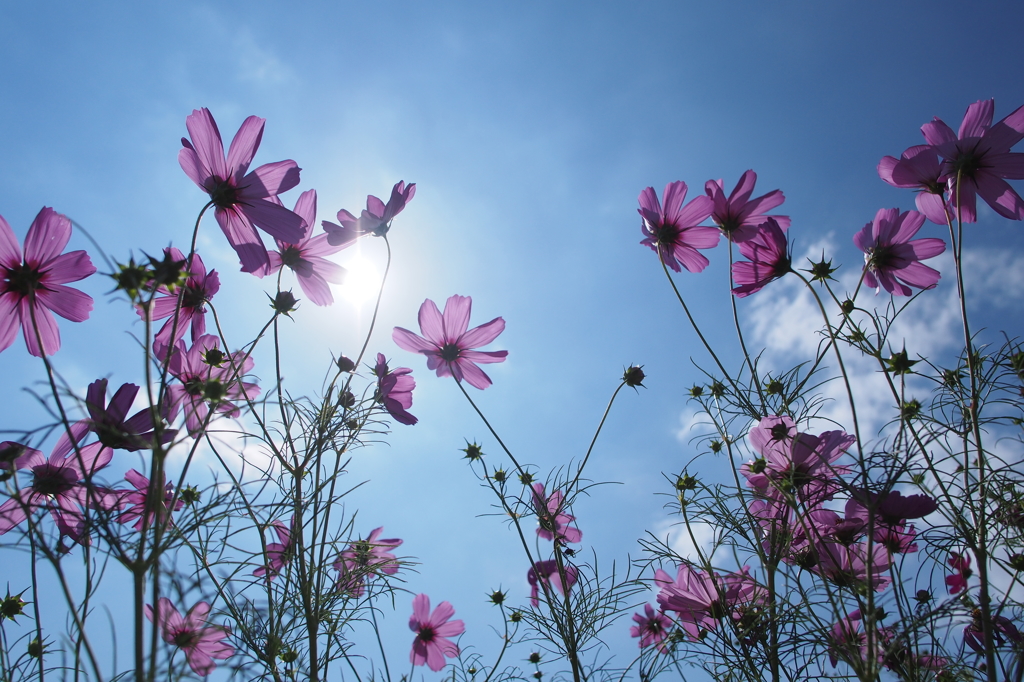 秋桜