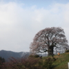 醍醐桜１