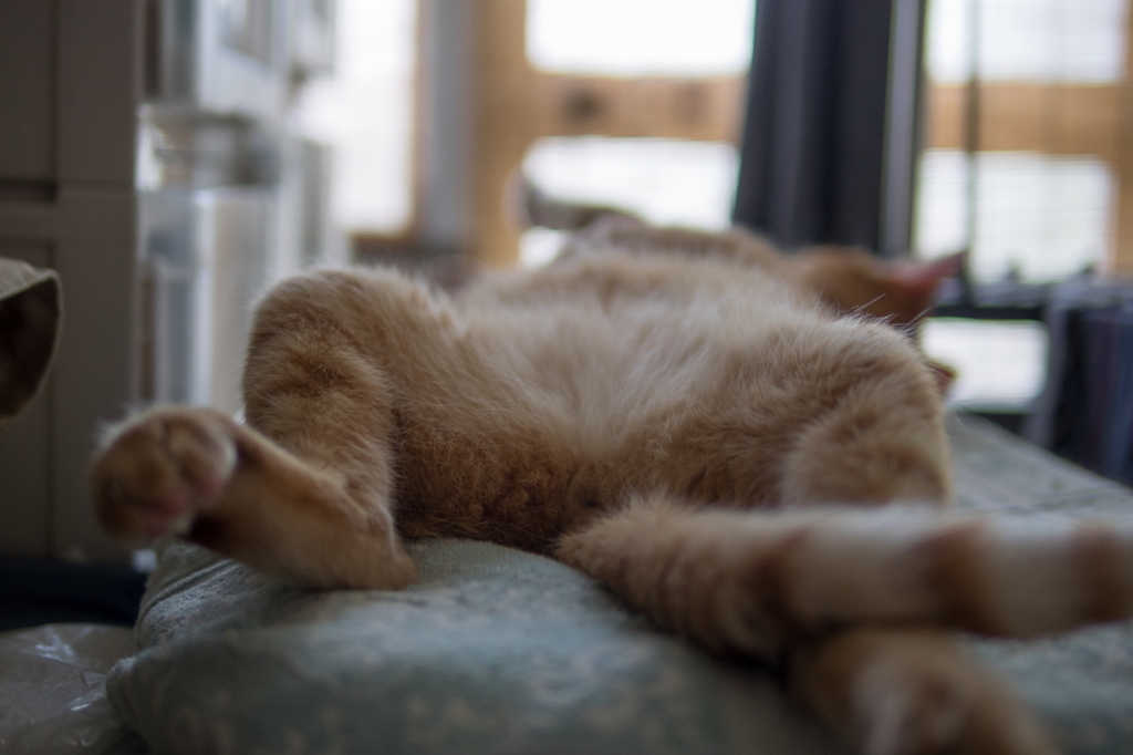猫だとわかっているんだろうか・・・２