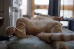 猫だとわかっているんだろうか・・・２