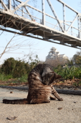 岡山城とにゃんこ