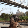 岡山城とにゃんこ