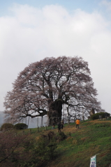 醍醐桜３