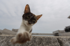 カメラにパンチ！