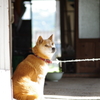 うちのわんこ。