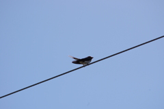 Swallow Tail。