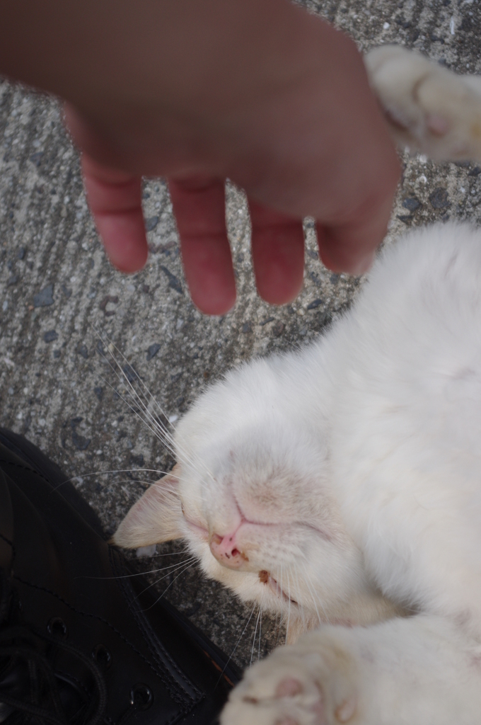 猫パンチだにゃww