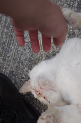 猫パンチだにゃww