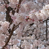 もこもこ。