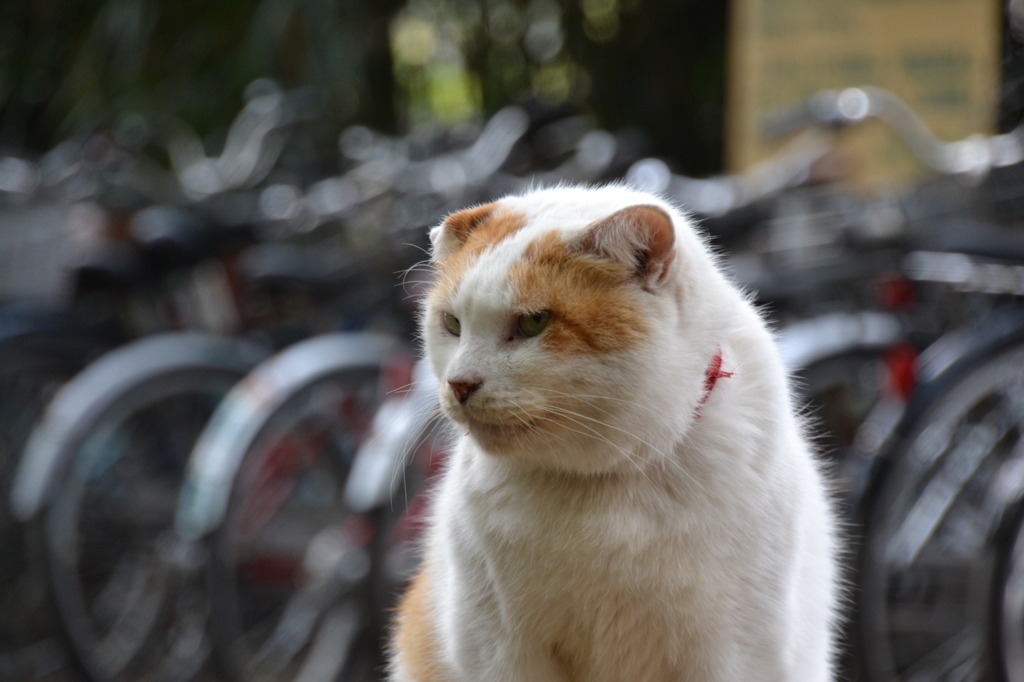 井の頭公園にてパート2