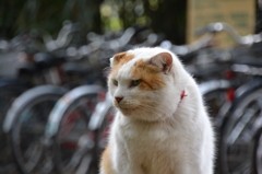 井の頭公園にてパート2