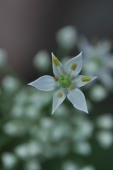 可憐な白い妖精