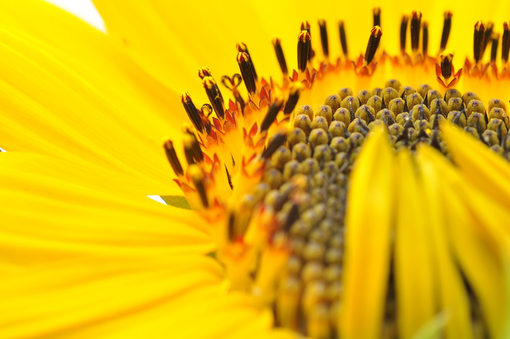 じいじの畑にてパート1