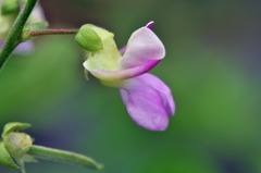 じいじの畑にてパート2