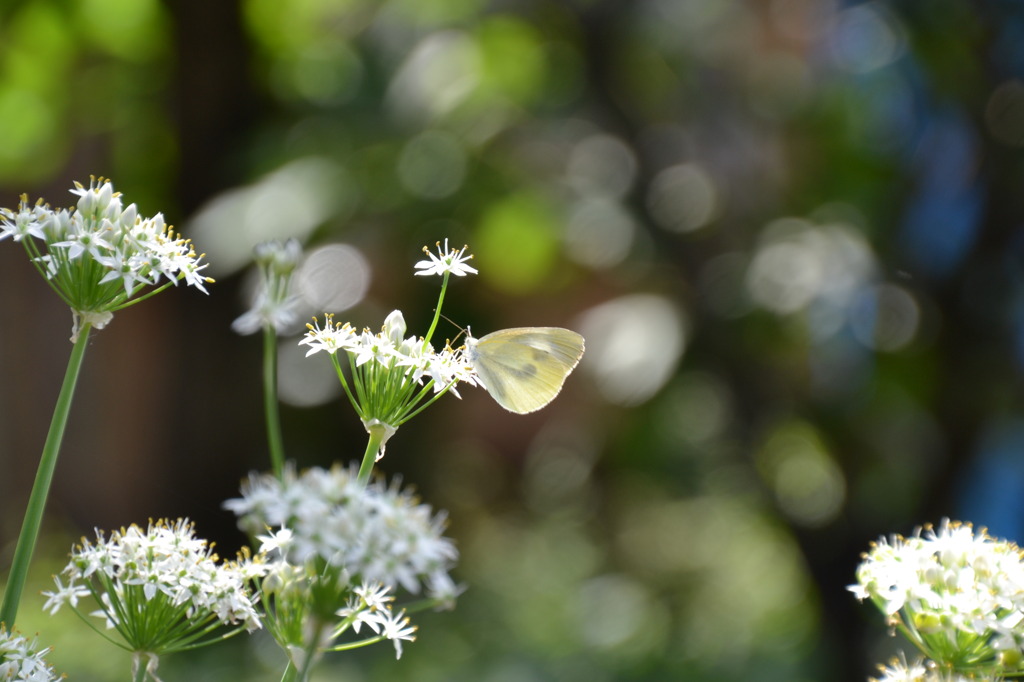 秋の気配・・・