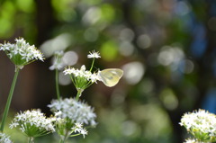 秋の気配・・・