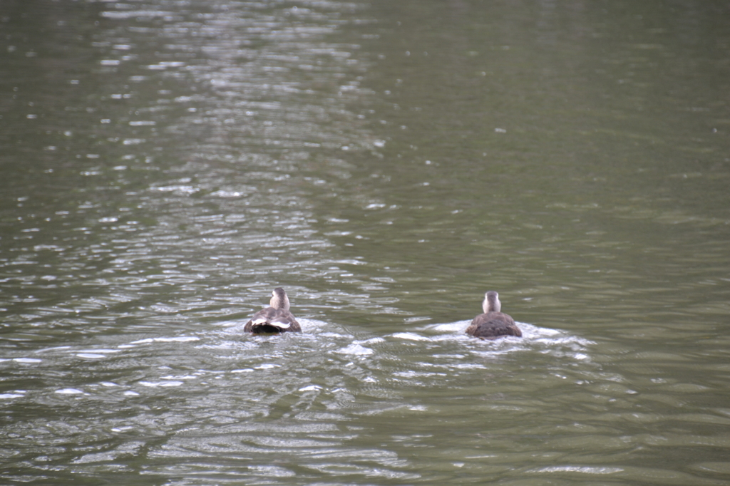 井の頭公園にてパート1