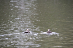 井の頭公園にてパート1