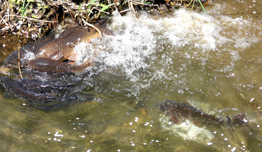 突っ込む鯉も
