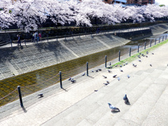 ガチな河川整備