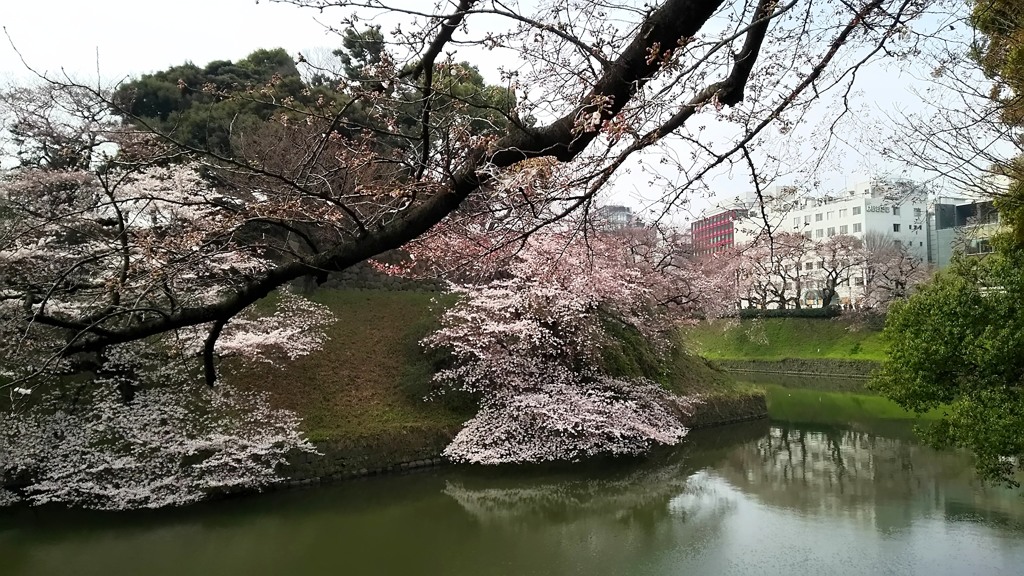 皇居の桜