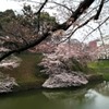 皇居の桜