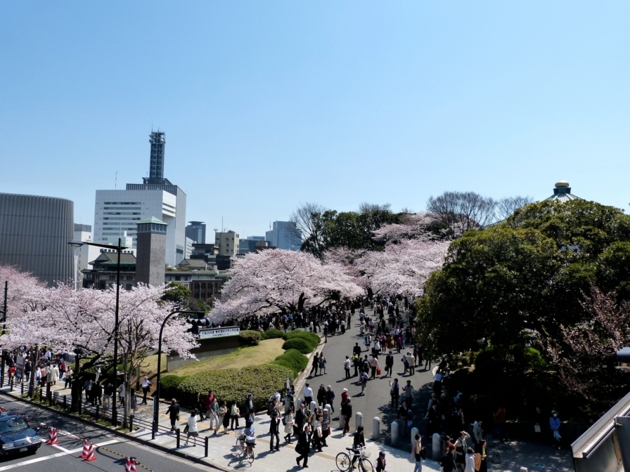 九段の桜 