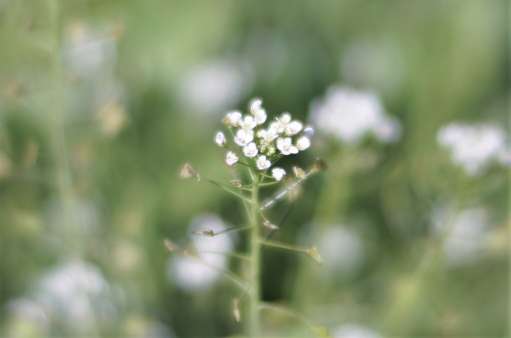 路傍の花