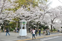 山手の桜