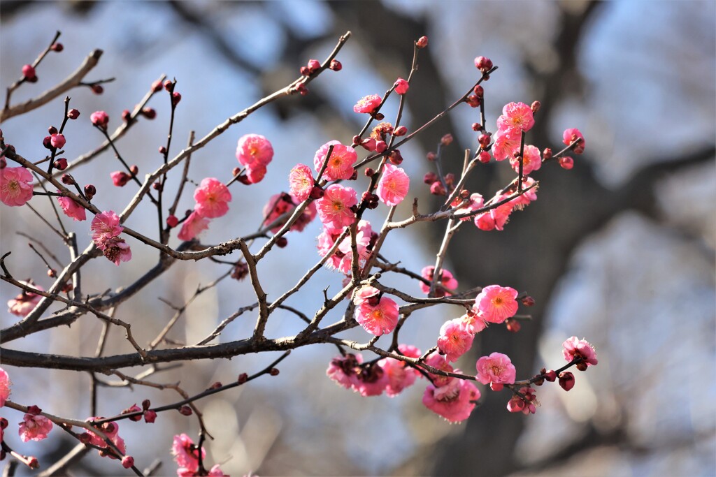 梅の花