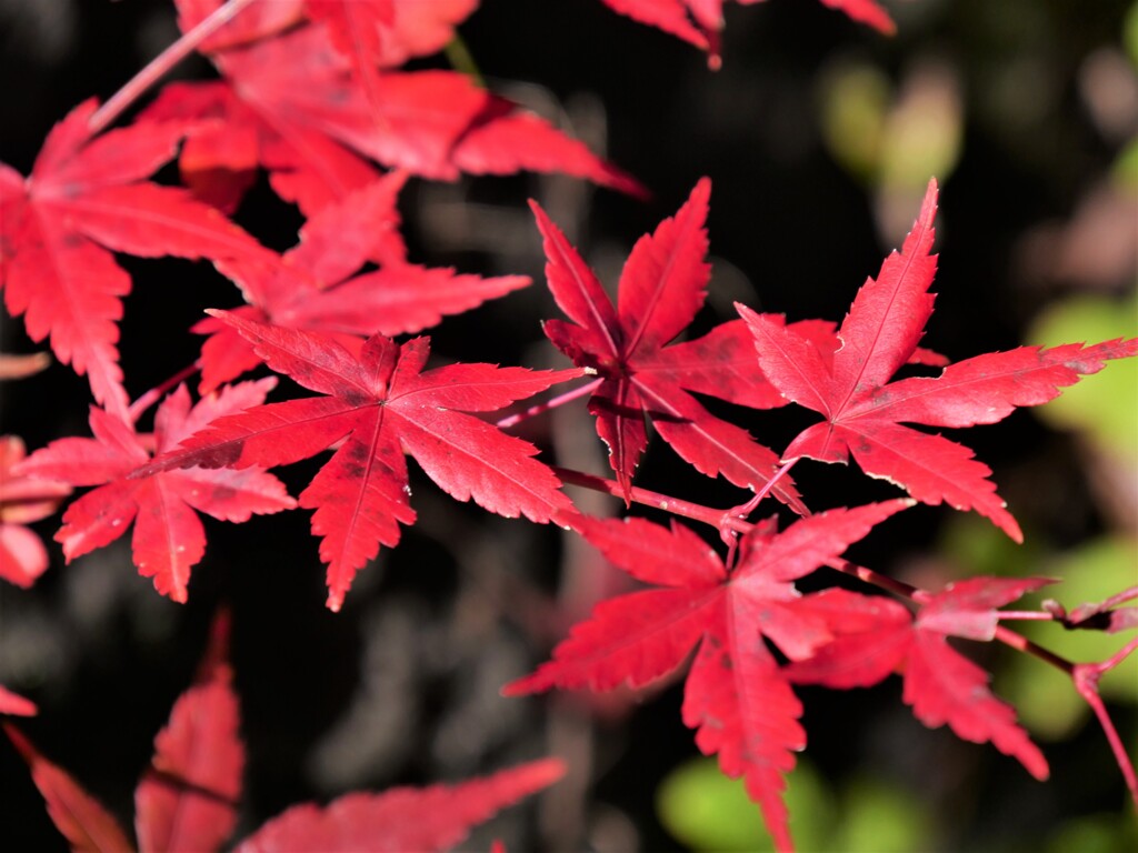 深紅に近い