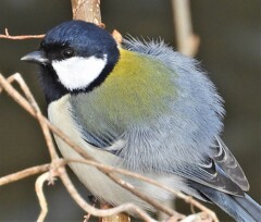 シジュウカラ