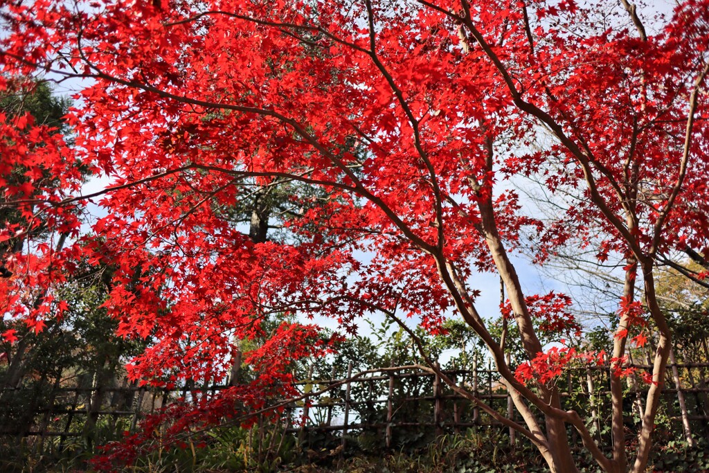日本民家園の燃えるような紅葉