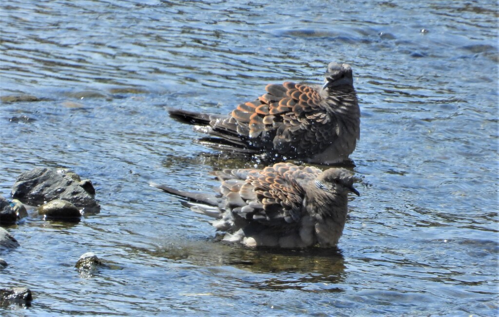 テルマエ・ロマエⅢ