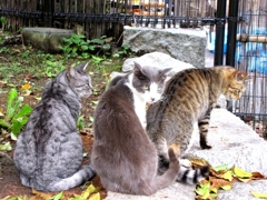 平和の森公園の美猫トリオ（東京・大田区）