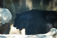 エゾヒグマさん