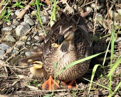 ニューファミリー