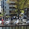 カモメは不忍