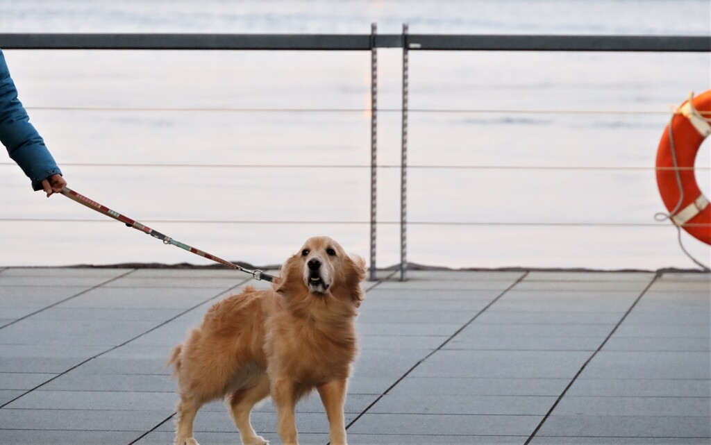 Sea Dog