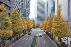 西口通りの銀杏並木