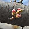 勝手に開花宣言しようと