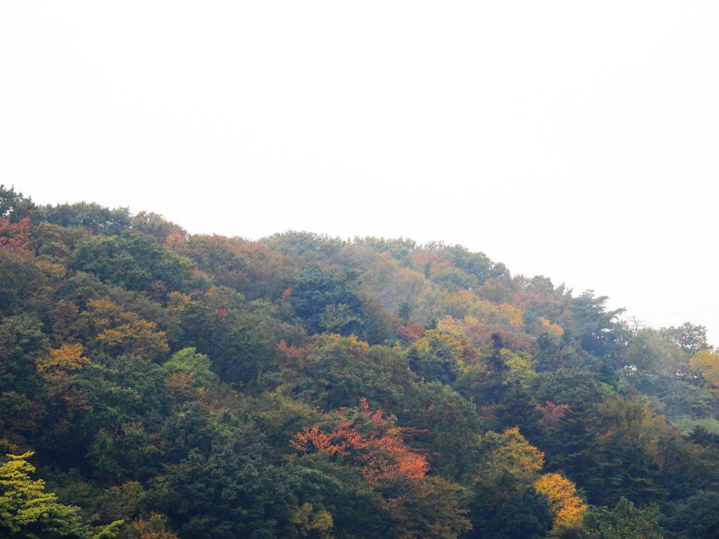 心眼で眺めれば嵐山の紅葉