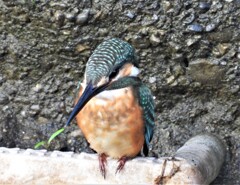 なかなかダイブしない