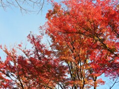 「彩りの小路」の紅葉