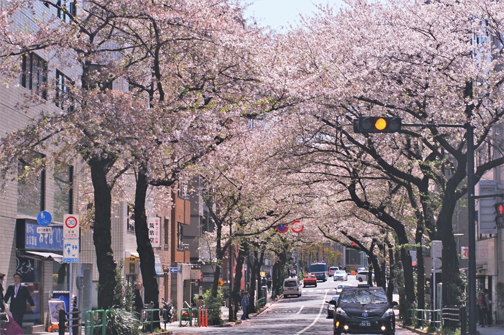 桜のトンネル