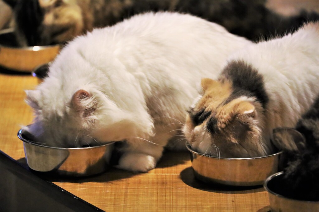 食べ終わるまで顔を上げず