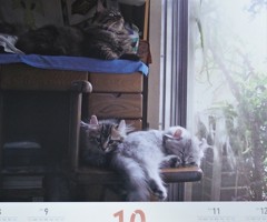 「ディー・カッツェ」オリジナルカレンダー10月